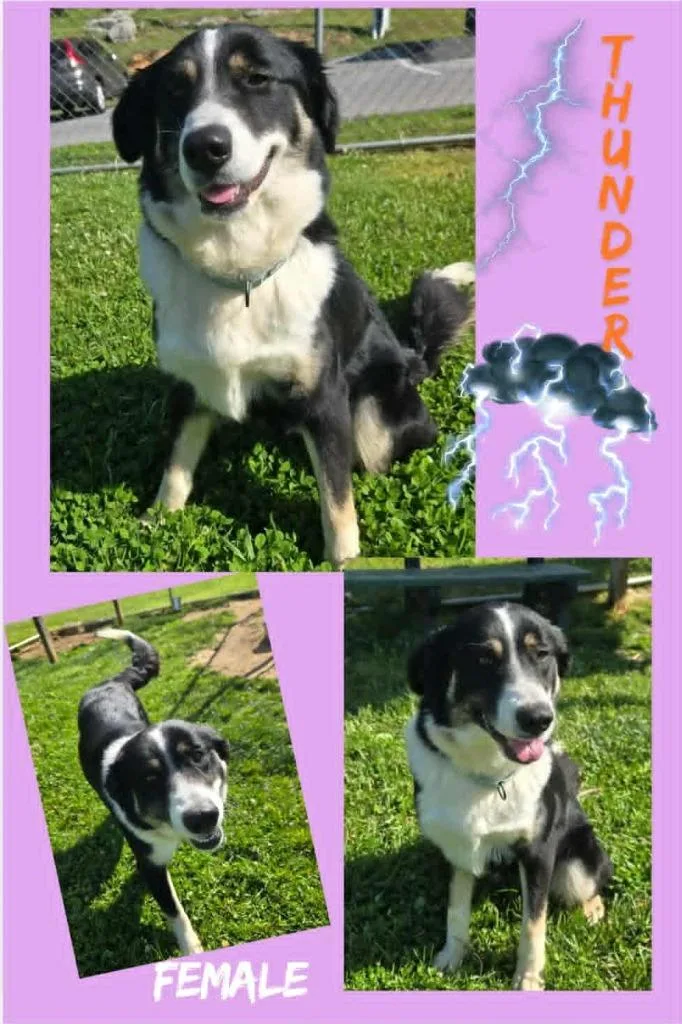 A young large-sized female Border Collie dog named Thunder for adoption in Blountville, TN