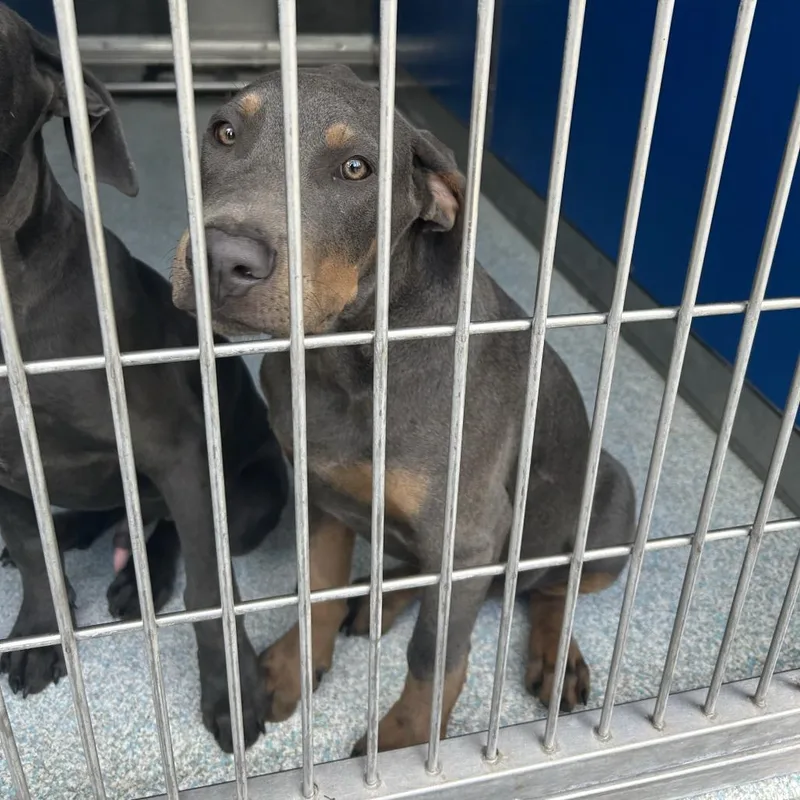 A baby medium-sized male Pit Bull Terrier dog named Huxley for adoption in Long Beach, CA