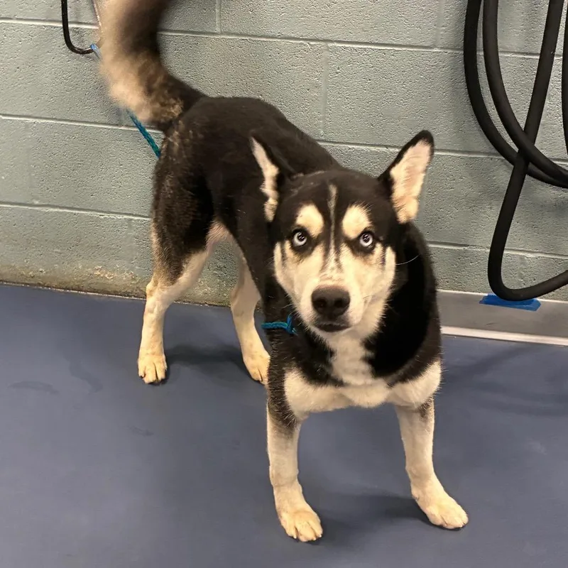 An adult medium-sized male Husky dog named Chips & Dip for adoption in Greensboro, NC
