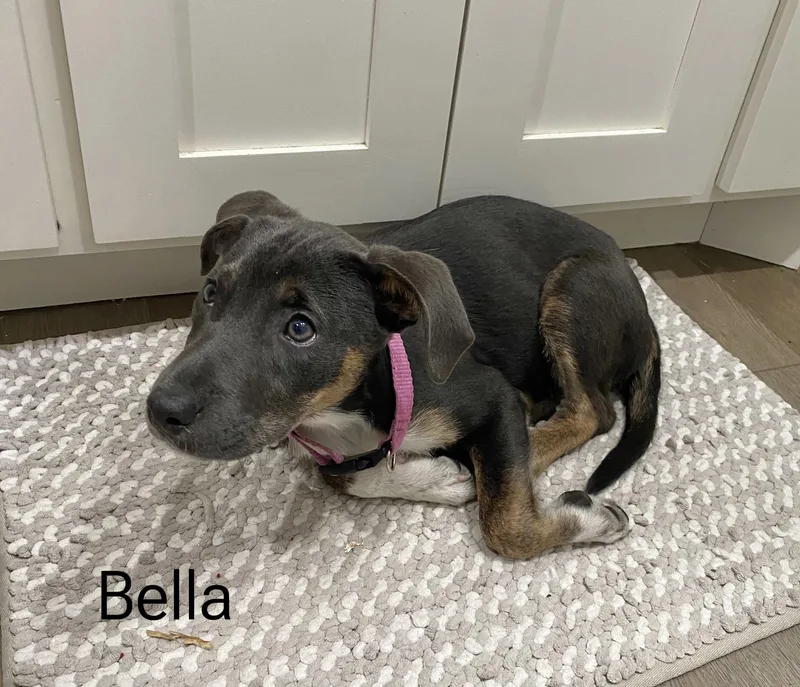 A baby medium-sized female Hound dog named Bella for adoption in Manchester, CT