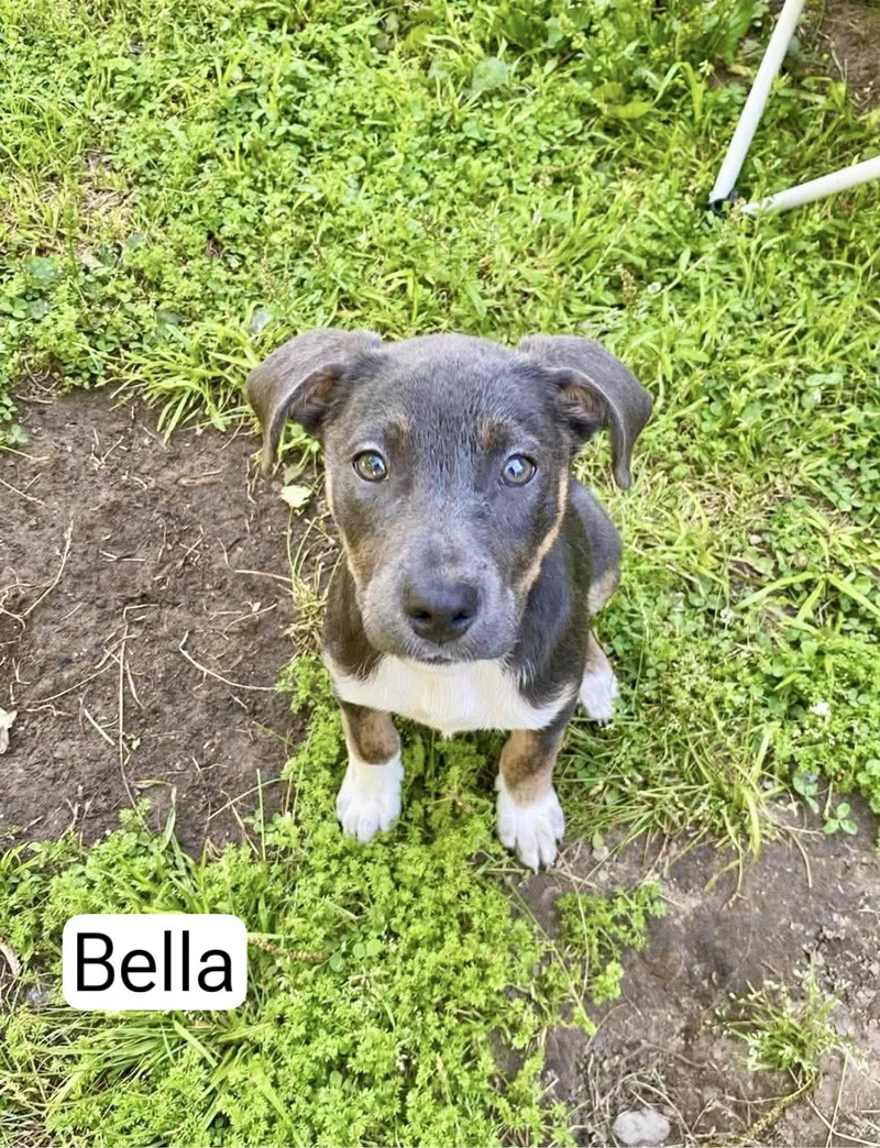 Bella thumbnail 3