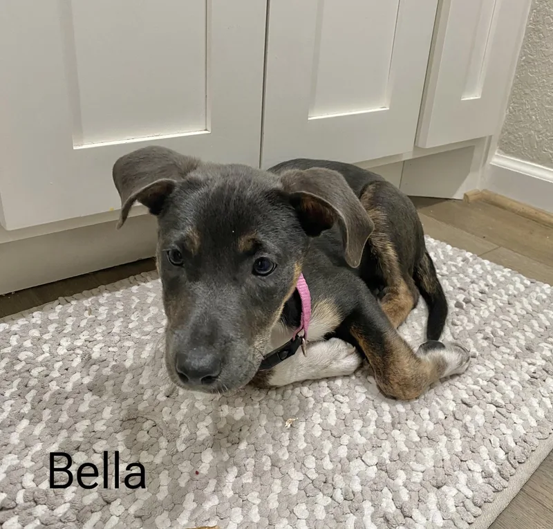 Bella thumbnail 4