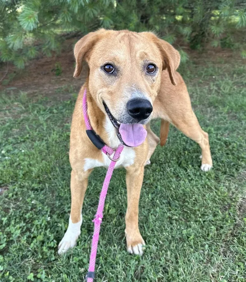 An adult large-sized female Hound dog named Montana for adoption in Evansville, IN