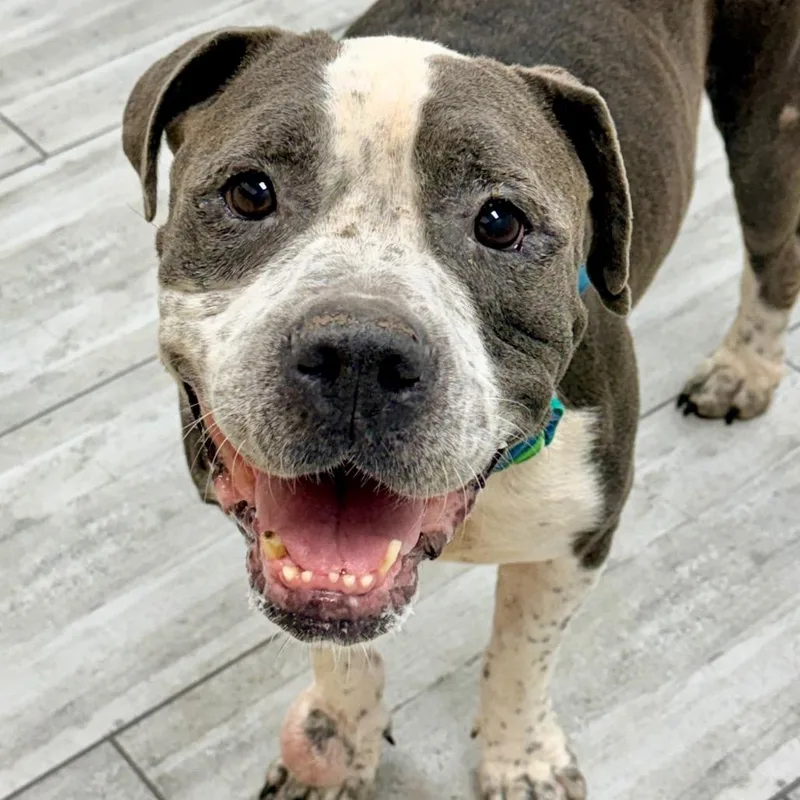 A senior large-sized male Gray / Blue / Silver Pit Bull Terrier dog named Samson for adoption in Lufkin, TX
