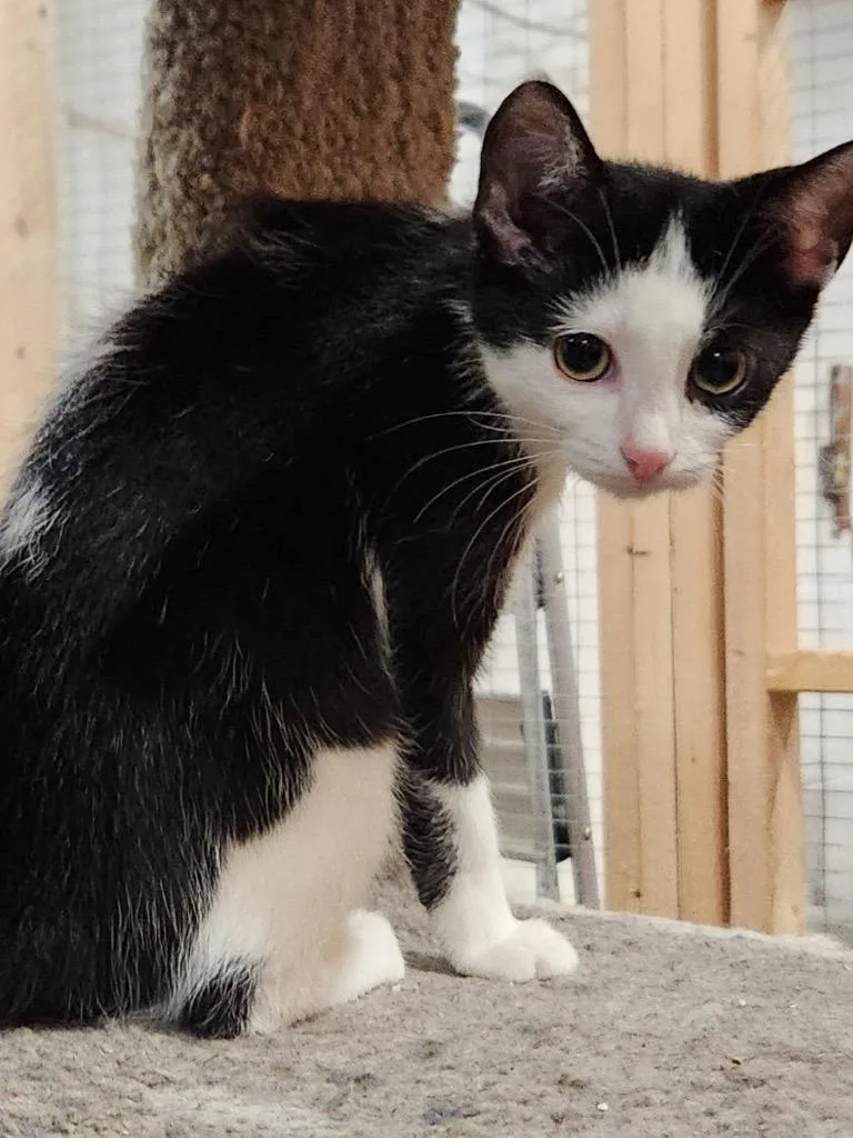 A young medium-sized male Domestic Short Hair cat named Louis for adoption in Camp Hill, PA