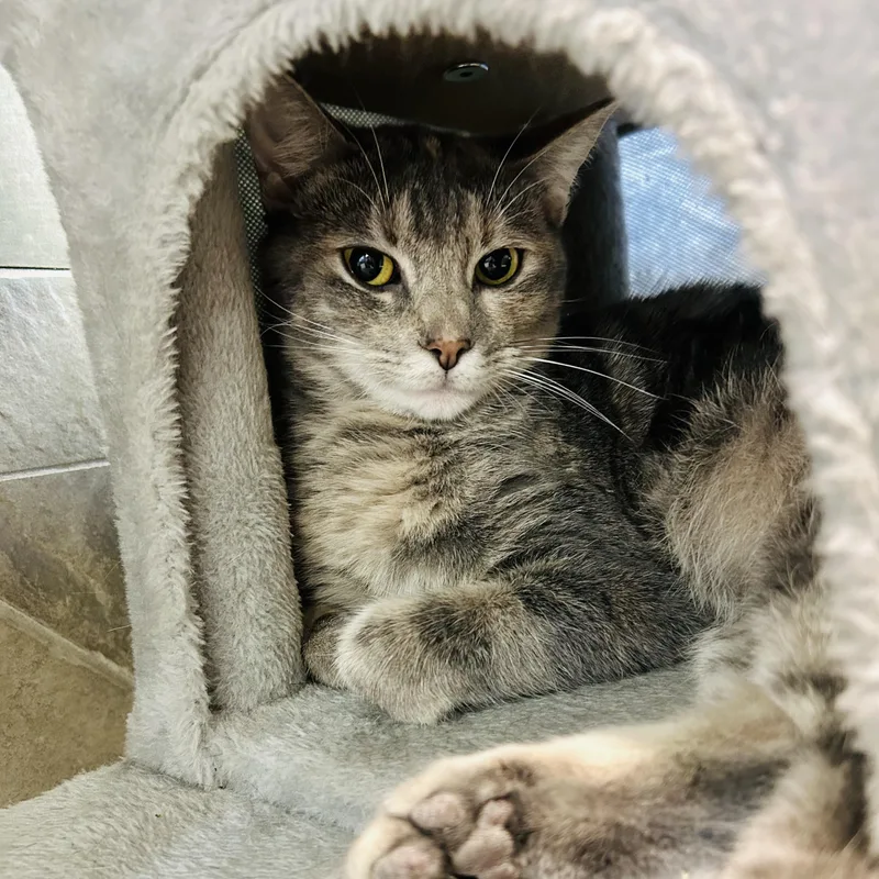 An adult medium-sized female Dilute Tortoiseshell Domestic Short Hair cat named Alisae "ali" for adoption in Seguin, TX