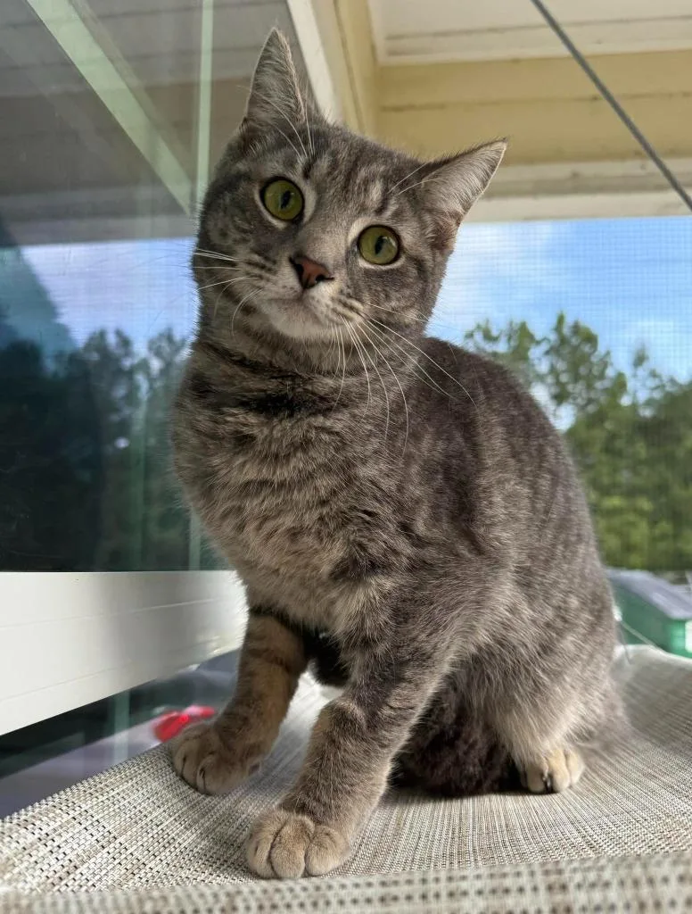 A young medium-sized male Domestic Short Hair cat named Red for adoption in Kingsland, GA
