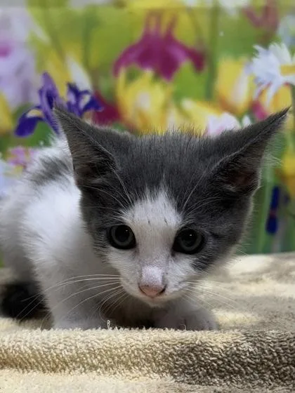 A young small-sized female Domestic Short Hair cat named Ginny for adoption in San Antonio, TX