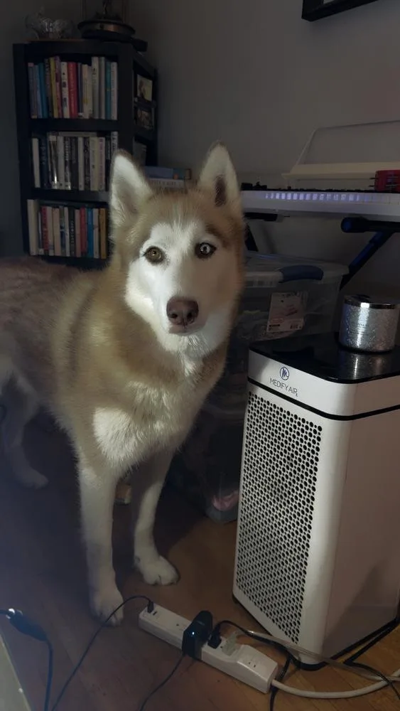 An adult large-sized male Siberian Husky dog named Bishop for adoption in Plymouth, MI