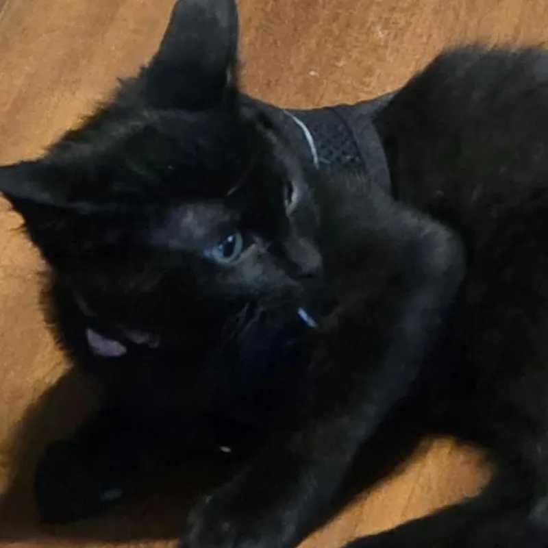A baby small-sized female Black Domestic Short Hair cat named Binks Roundy for adoption in Eagle Mountain, UT
