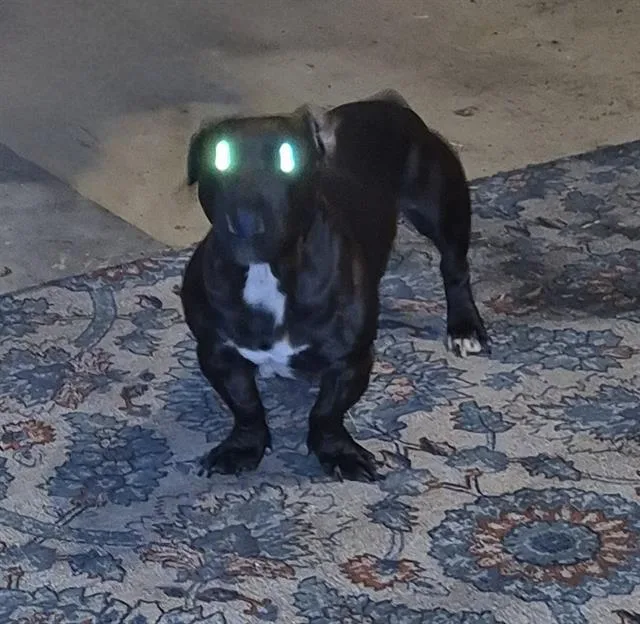 An adult medium-sized male American Staffordshire Terrier dog named Bo for adoption in San Antonio, TX