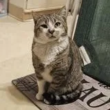 An adult medium-sized male Tabby (Brown / Chocolate) Domestic Short Hair cat named Stevie Caballero for adoption in Buffalo, NY