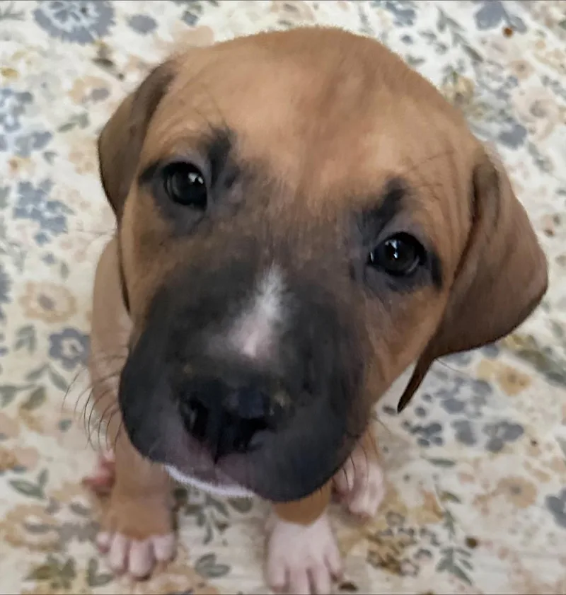A baby medium-sized male Yellow / Tan / Blond / Fawn Staffordshire Bull Terrier dog named Alfie for adoption in Redlands, CA