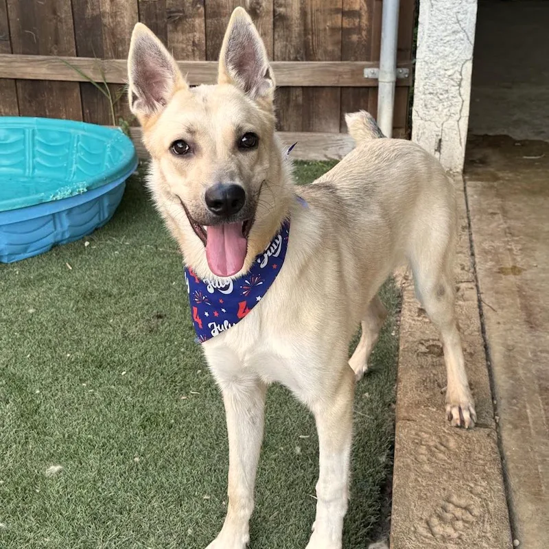 A young medium-sized male White / Cream Shepherd dog named Tiny for adoption in La Grange, KY