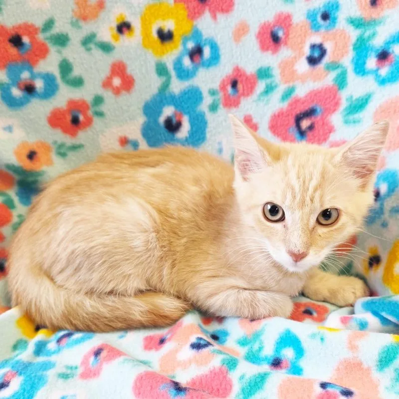 A baby small-sized male Orange / Red Domestic Short Hair cat named Frank for adoption in Mount Juliet, TN