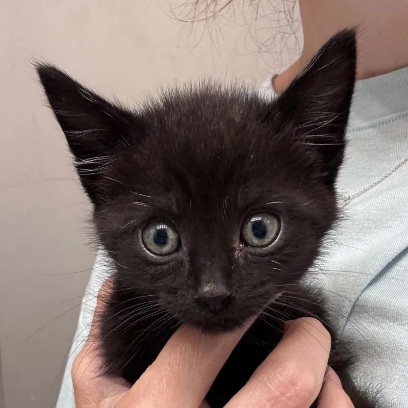 A baby small-sized male Black Domestic Short Hair cat named Arroz Con Pollo for adoption in Hattiesburg, MS