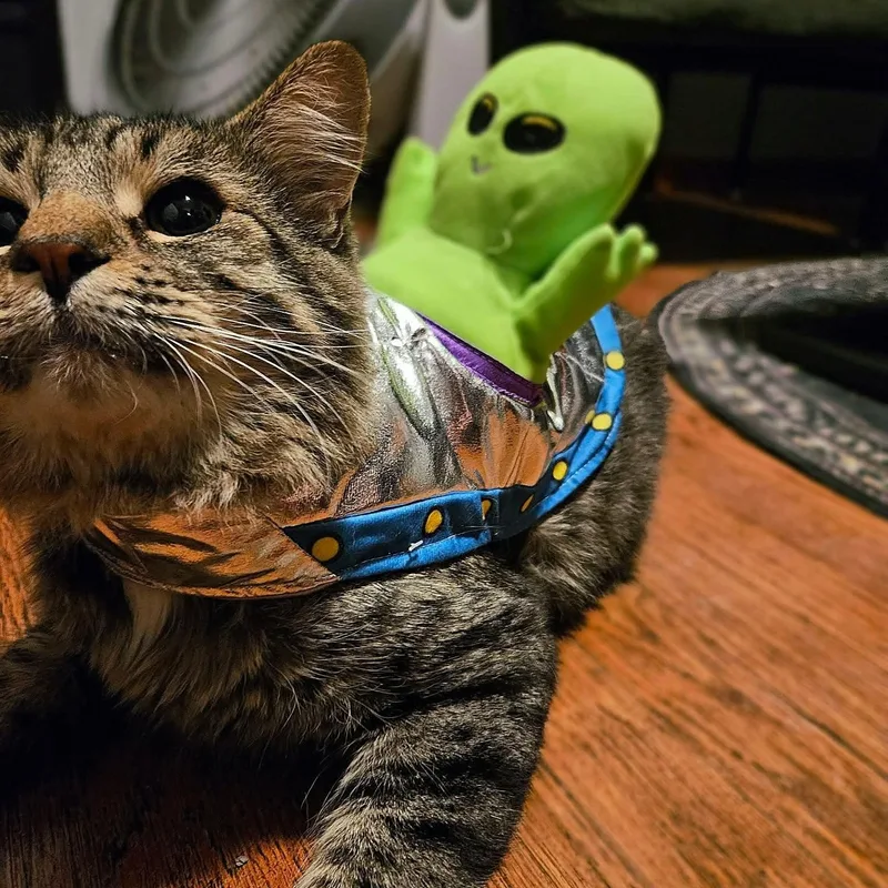 An adult medium-sized male Tabby (Brown / Chocolate) Domestic Long Hair cat named Vincent for adoption in Sedalia, MO