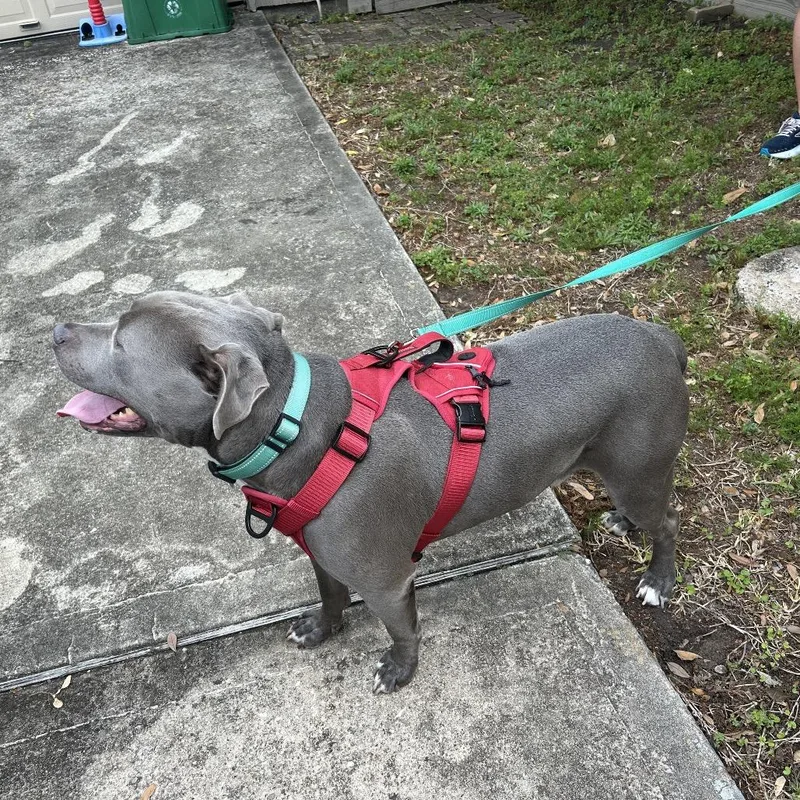 Clydy Pooh thumbnail 2