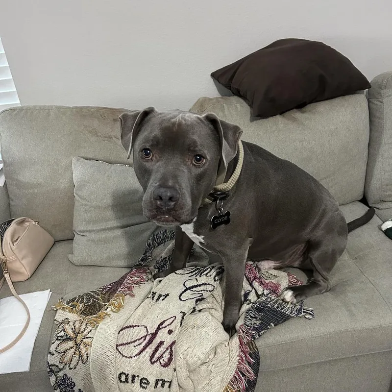 Clydy Pooh thumbnail 3