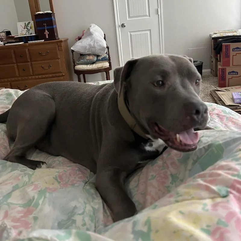 Clydy Pooh thumbnail 4