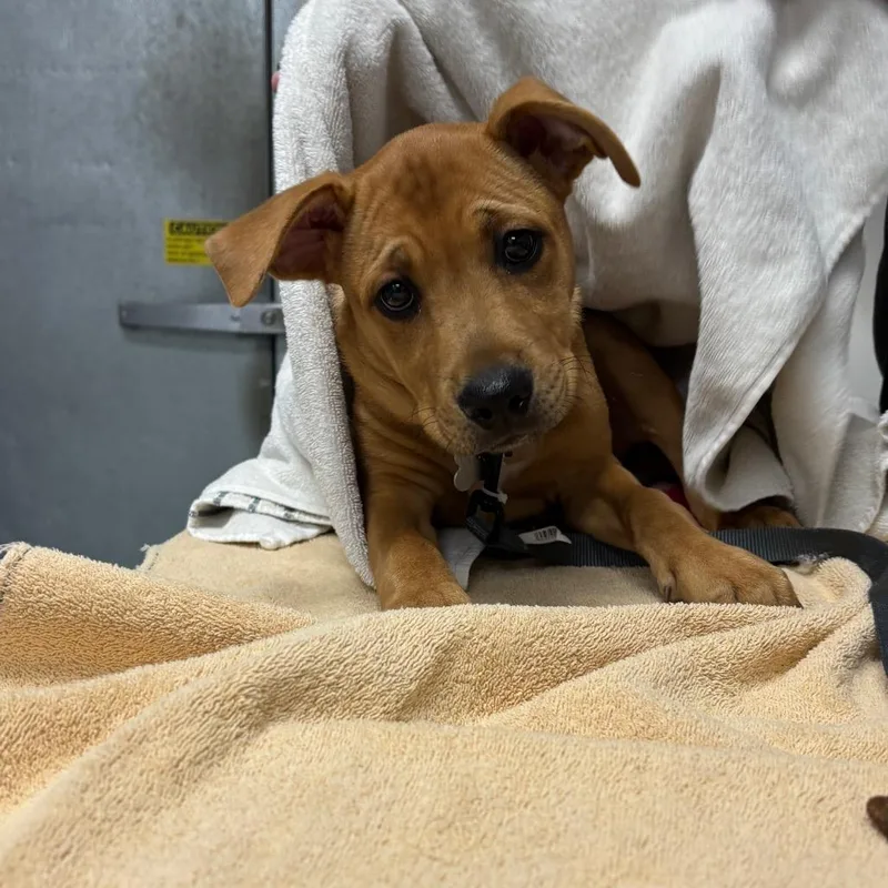 A baby small-sized male Yellow / Tan / Blond / Fawn Mixed Breed dog named Knox for adoption in Grand Rapids, MI