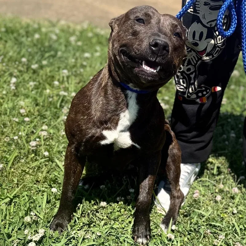 An adult medium-sized female Brindle Mixed Breed dog named Kroger for adoption in Corinth, MS