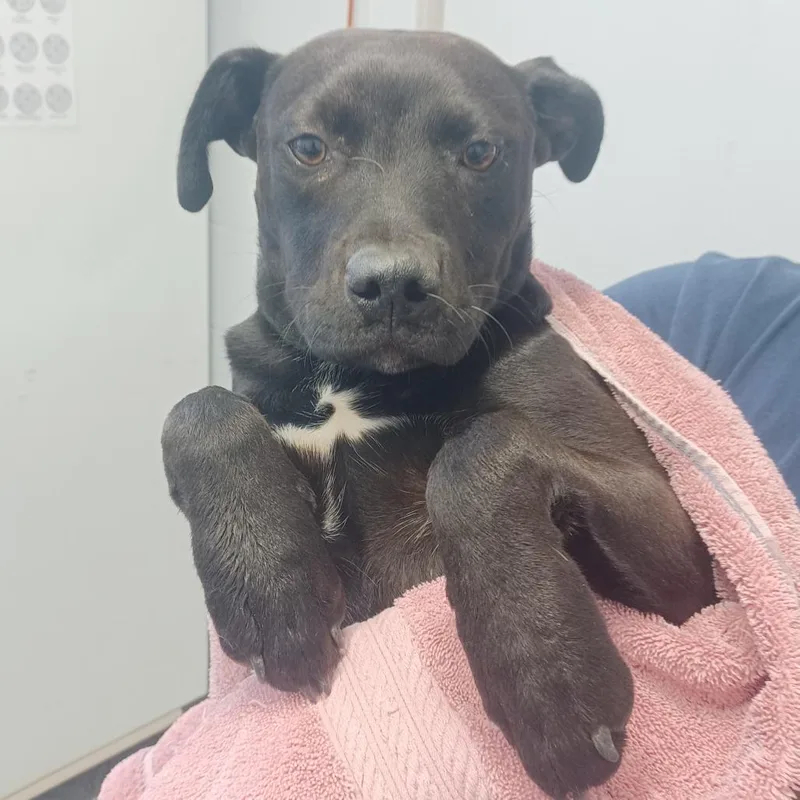 A young medium-sized female Black Labrador Retriever dog named Rose for adoption in Hattiesburg, MS