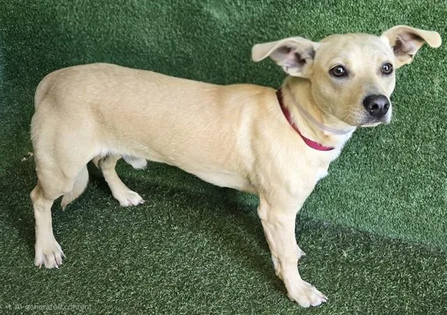 A baby small-sized male Chihuahua dog named Buck for adoption in Lancaster, CA