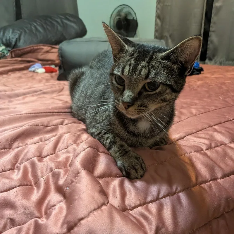 An adult medium-sized female Brown / Chocolate Domestic Short Hair cat named Hazel for adoption in Irwin, PA