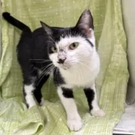 A young medium-sized female Black Domestic Short Hair cat named Bryanna for adoption in Williston, FL