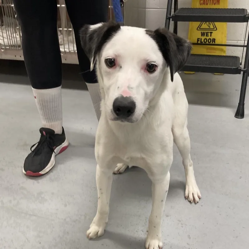 A young medium-sized male White / Cream Mixed Breed dog named Bamma for adoption in Philadelphia, PA