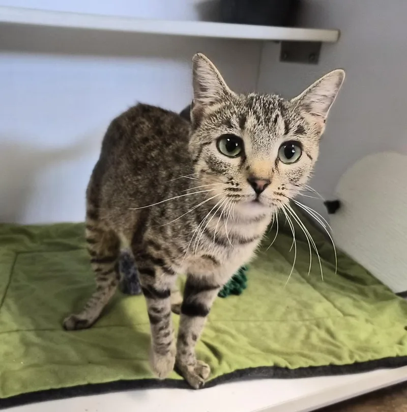 An adult medium-sized female Domestic Short Hair cat named Poppy for adoption in Bolivar, MO