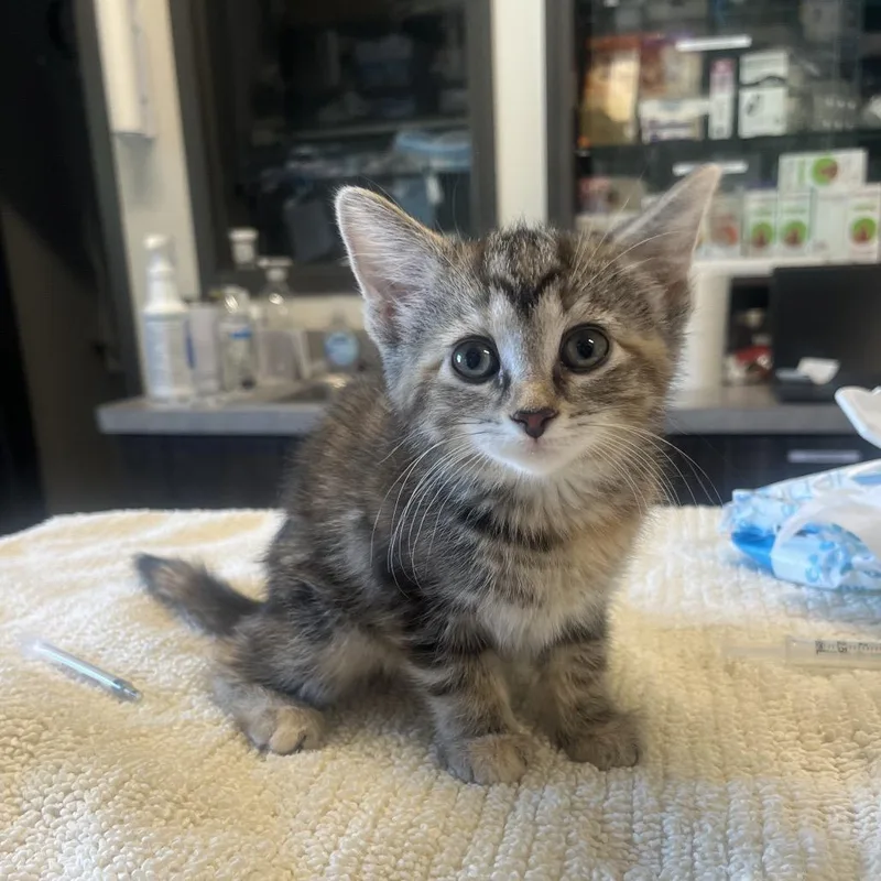 A baby small-sized female Brown / Chocolate Domestic Short Hair cat named Fallon for adoption in Hinsdale, IL