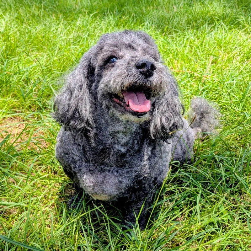 A senior small-sized female Black Miniature Poodle dog named Negra Gonzalez for adoption in Houston, TX