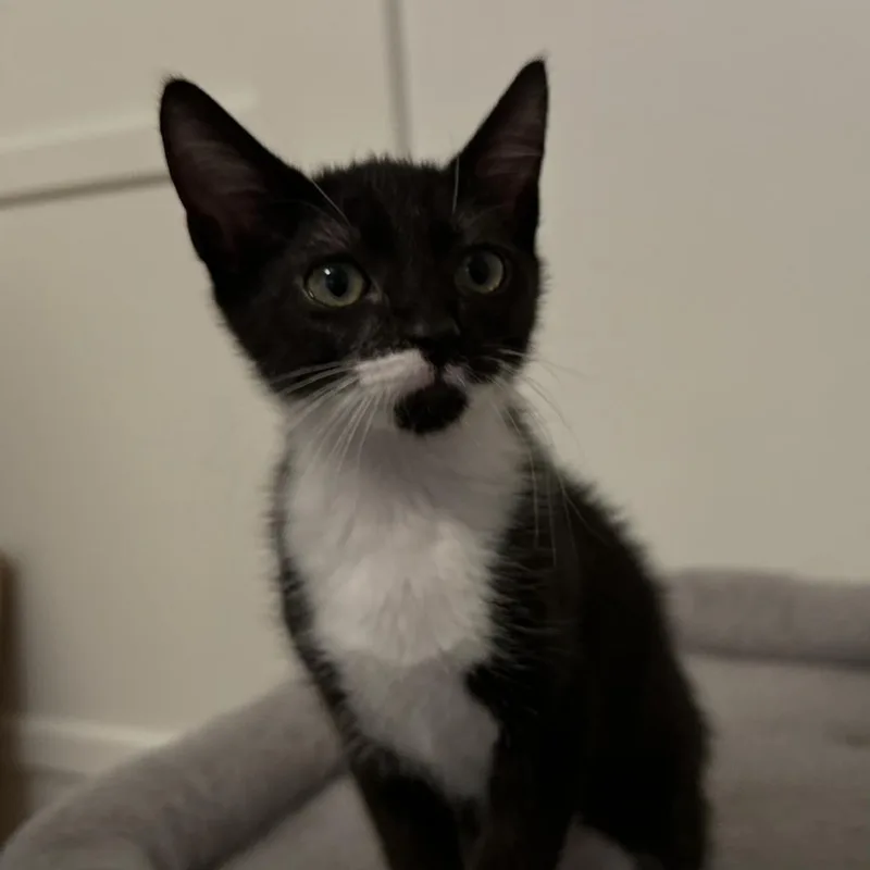 A baby small-sized female Black Domestic Short Hair cat named Buttercup for adoption in Long Beach, CA