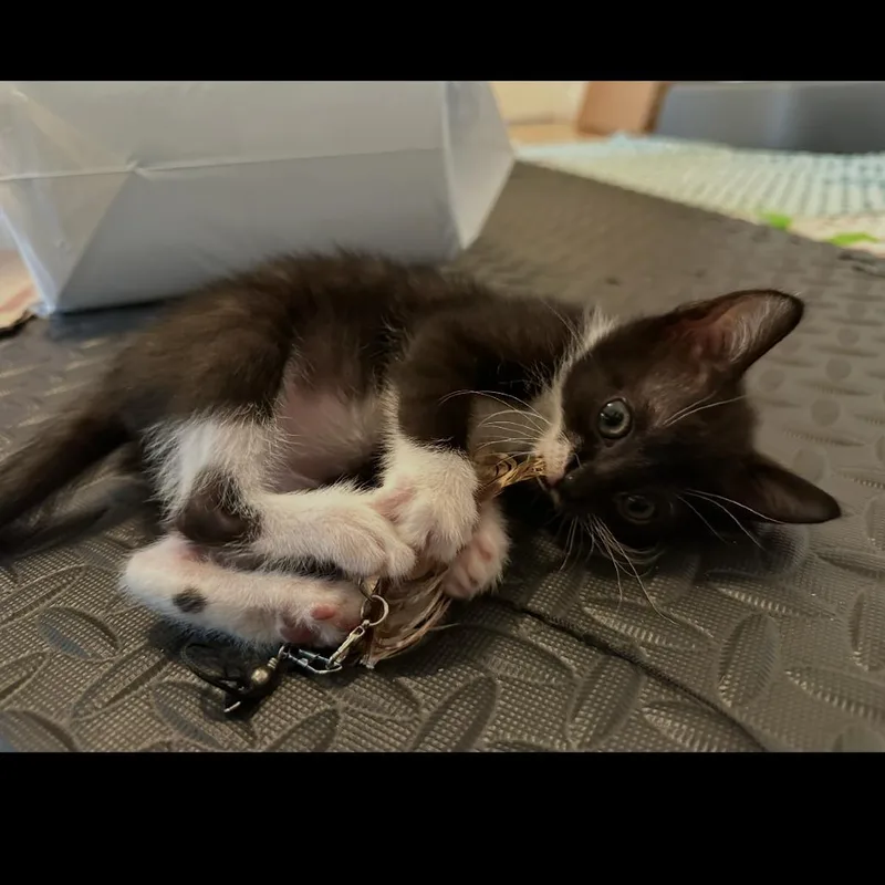 Buttercup thumbnail 2