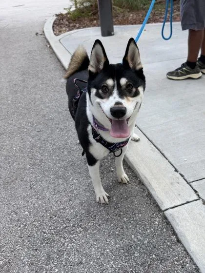 An adult small-sized female Black Shiba Inu dog named Diamond for adoption in Key West, FL