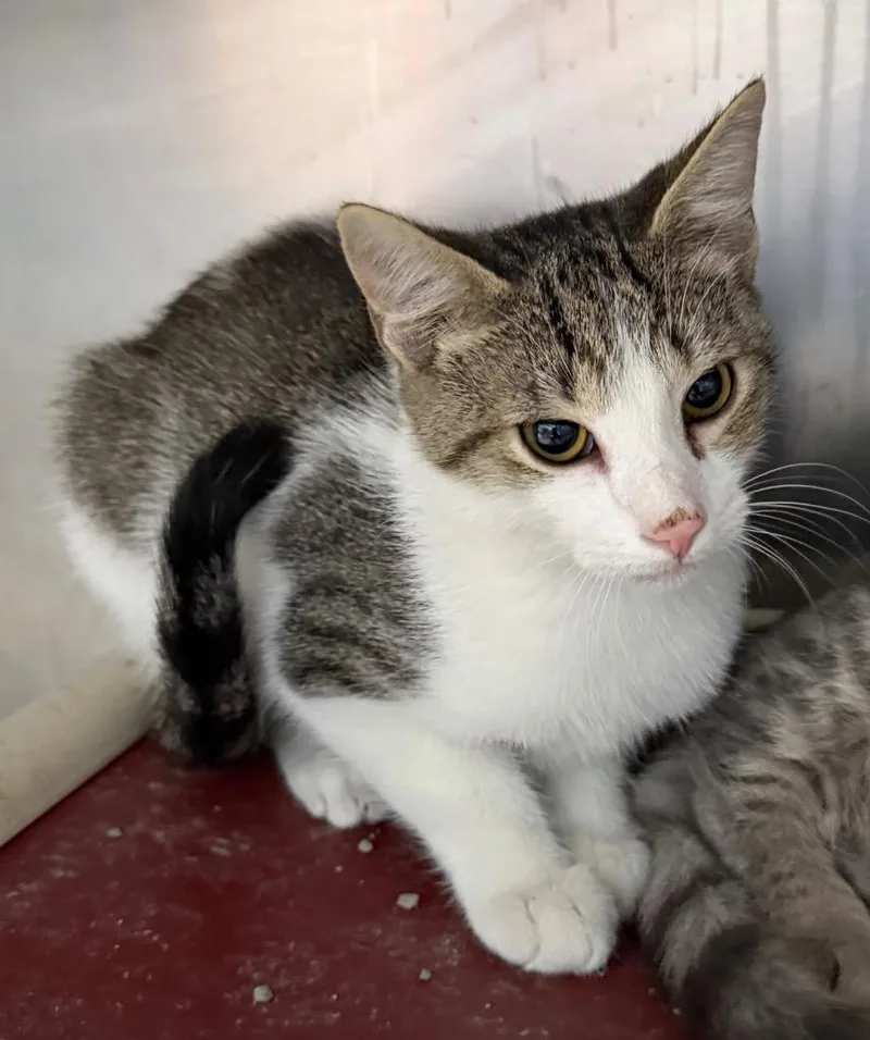 A baby medium-sized male Domestic Short Hair cat named Mr. Prenderghast for adoption in Cincinnati, OH