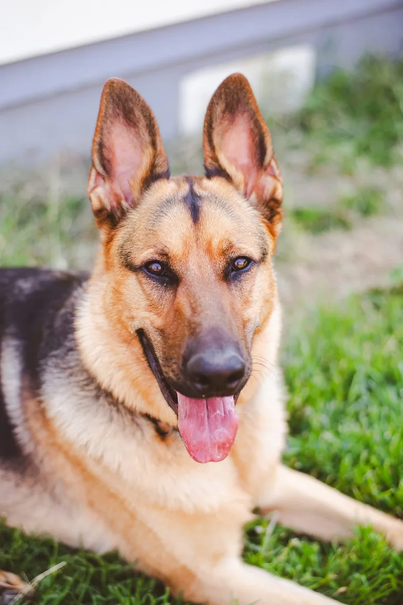 An adult large-sized male German Shepherd Dog dog named Wilson for adoption in West Richland, WA