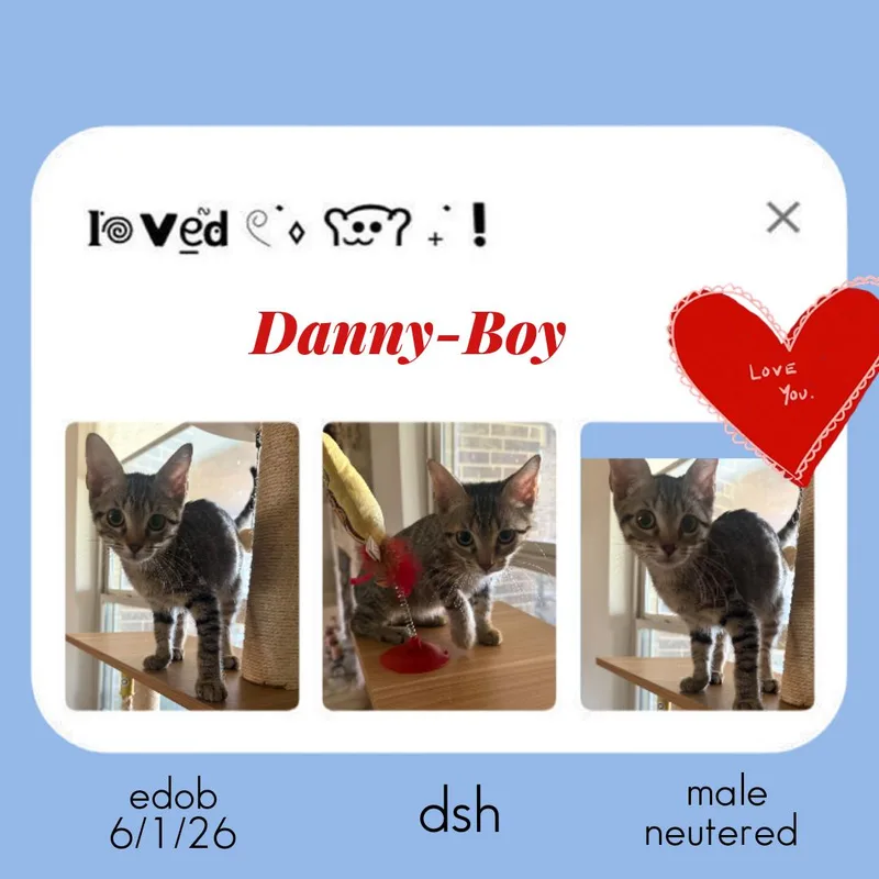 A baby medium-sized male Tabby (Brown / Chocolate) Domestic Short Hair cat named DannyBoy ORT for adoption in Missouri City, TX