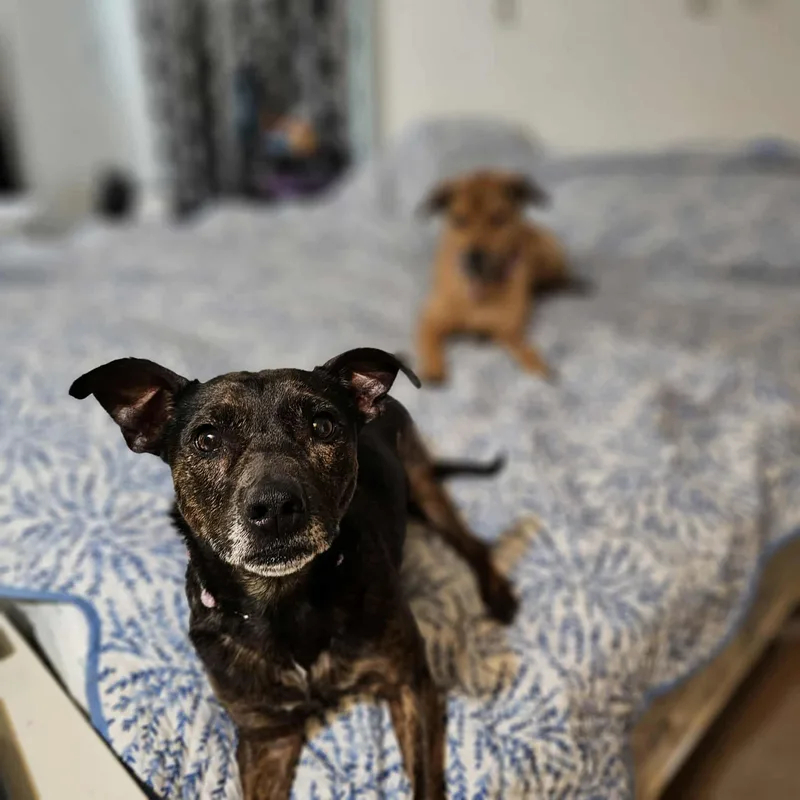 An adult small-sized female Brindle Dachshund dog named Cherry for adoption in Seneca, SC