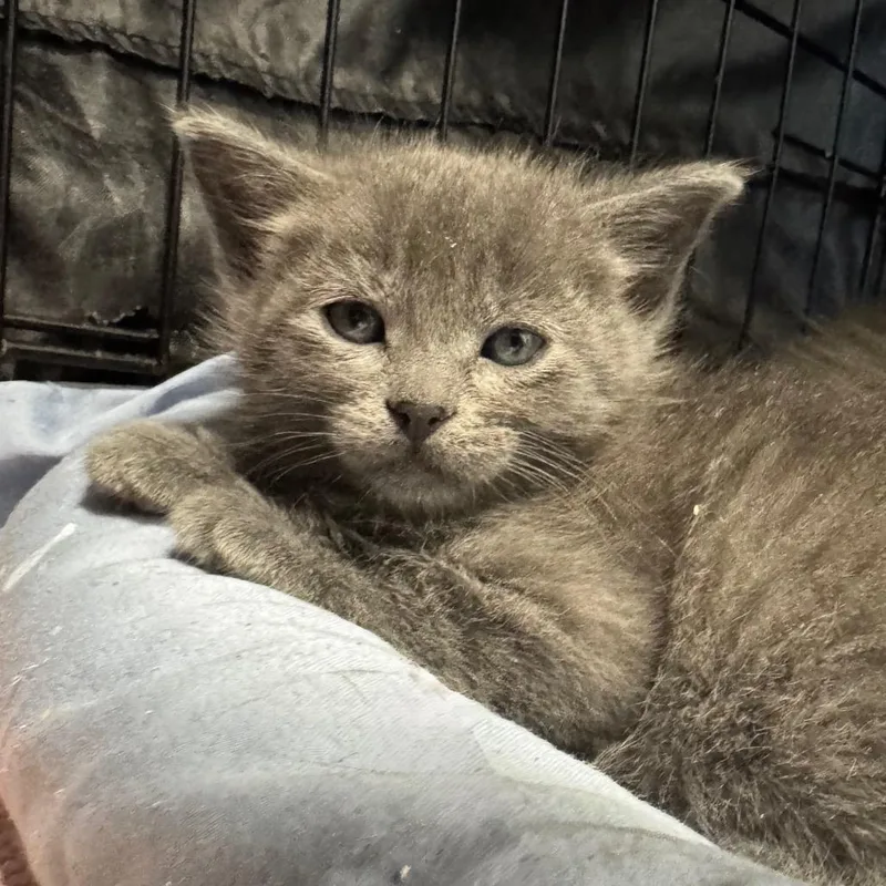 A baby small-sized female Gray / Blue / Silver Domestic Short Hair cat named Ocean for adoption in Fredericksburg, TX