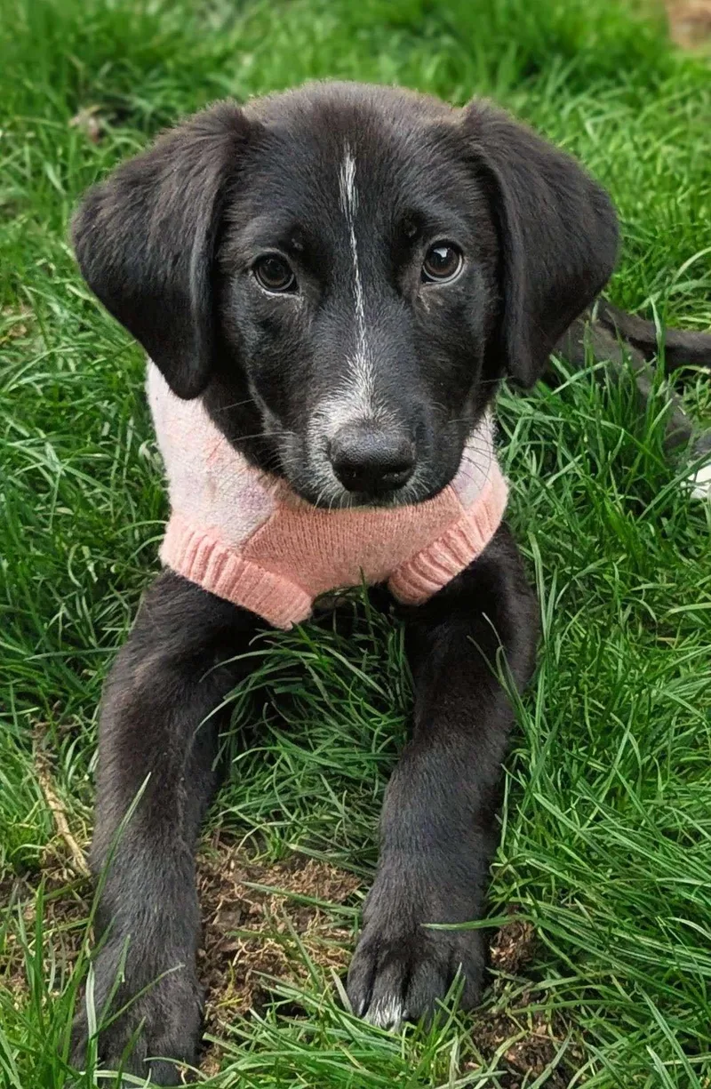 A baby medium-sized female Black Labrador Retriever dog named Calypso for adoption in Austin, TX