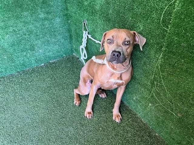 A young medium-sized female Pit Bull Terrier dog named Lottie for adoption in Lancaster, CA