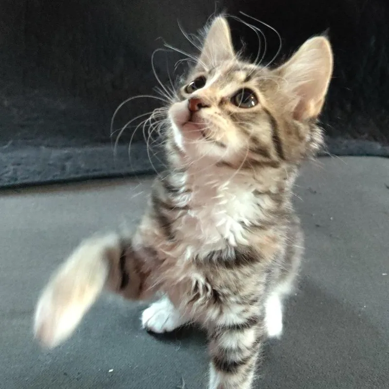 A baby small-sized female Domestic Medium Hair cat named Preeka for adoption in Portage, MI