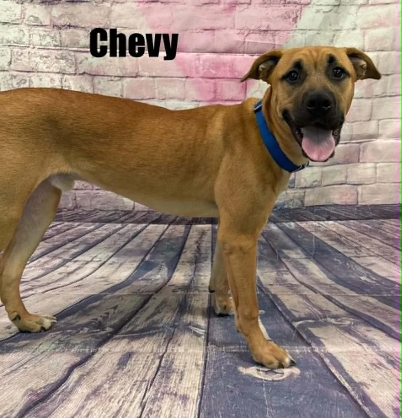 A young medium-sized male Golden Shepherd dog named Chevy for adoption in Quincy, MI