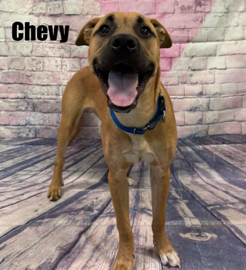 Chevy thumbnail 3