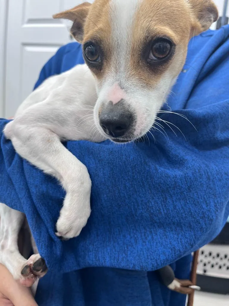 A young small-sized female Chihuahua dog named Howl O' Scream for adoption in Cambridge, MD