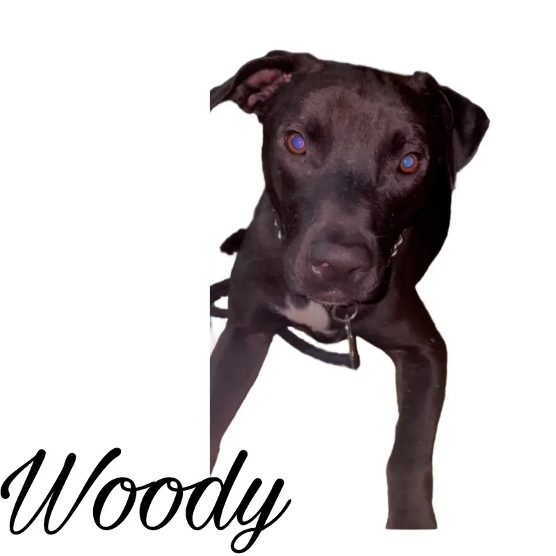 Woody thumbnail 2