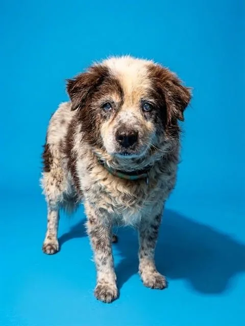 An adult medium-sized male Mixed Breed dog named Alfredo for adoption in Jacksonville, FL